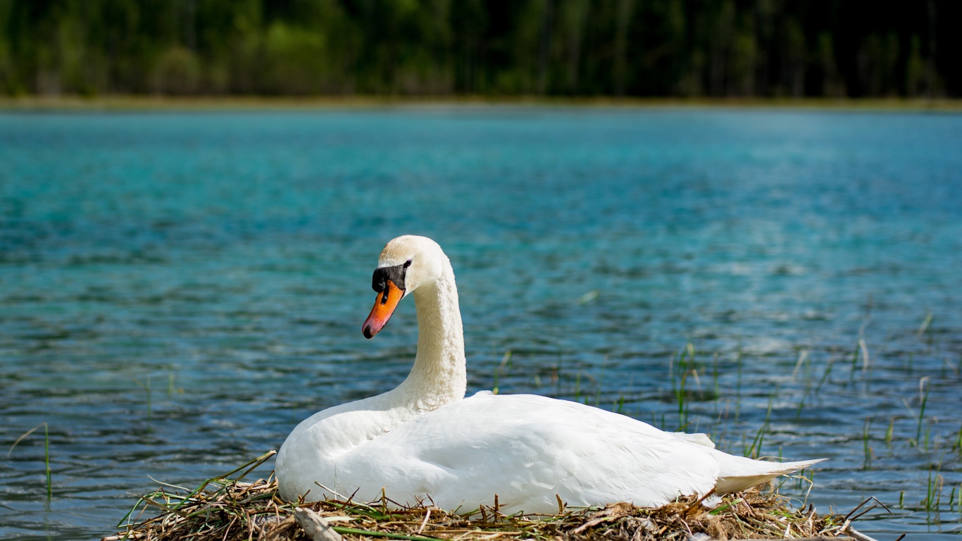 Красивый белый лебедь в гнезде у озера