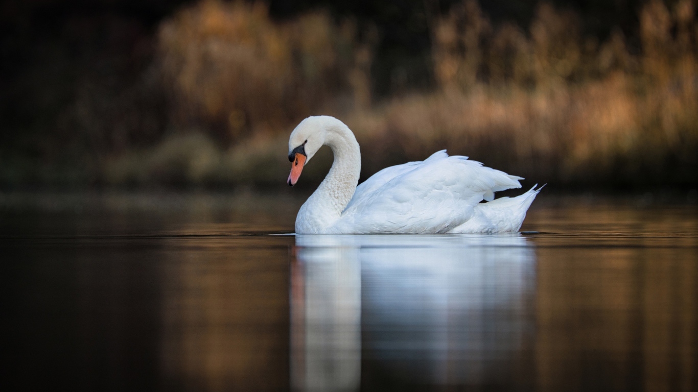Красивый белый лебедь в спокойной воде озера 