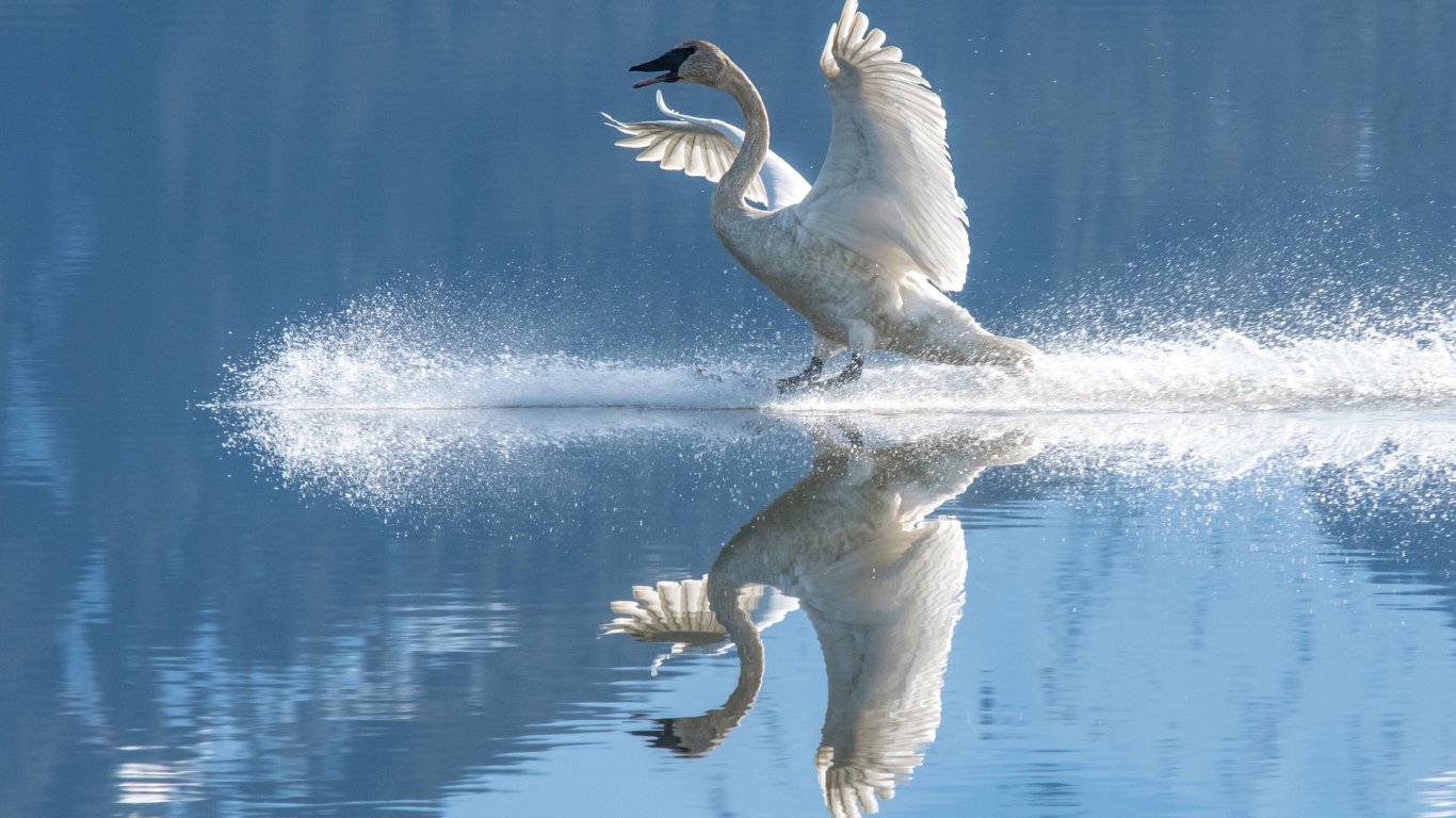 Красивый белый лебедь садится на воду