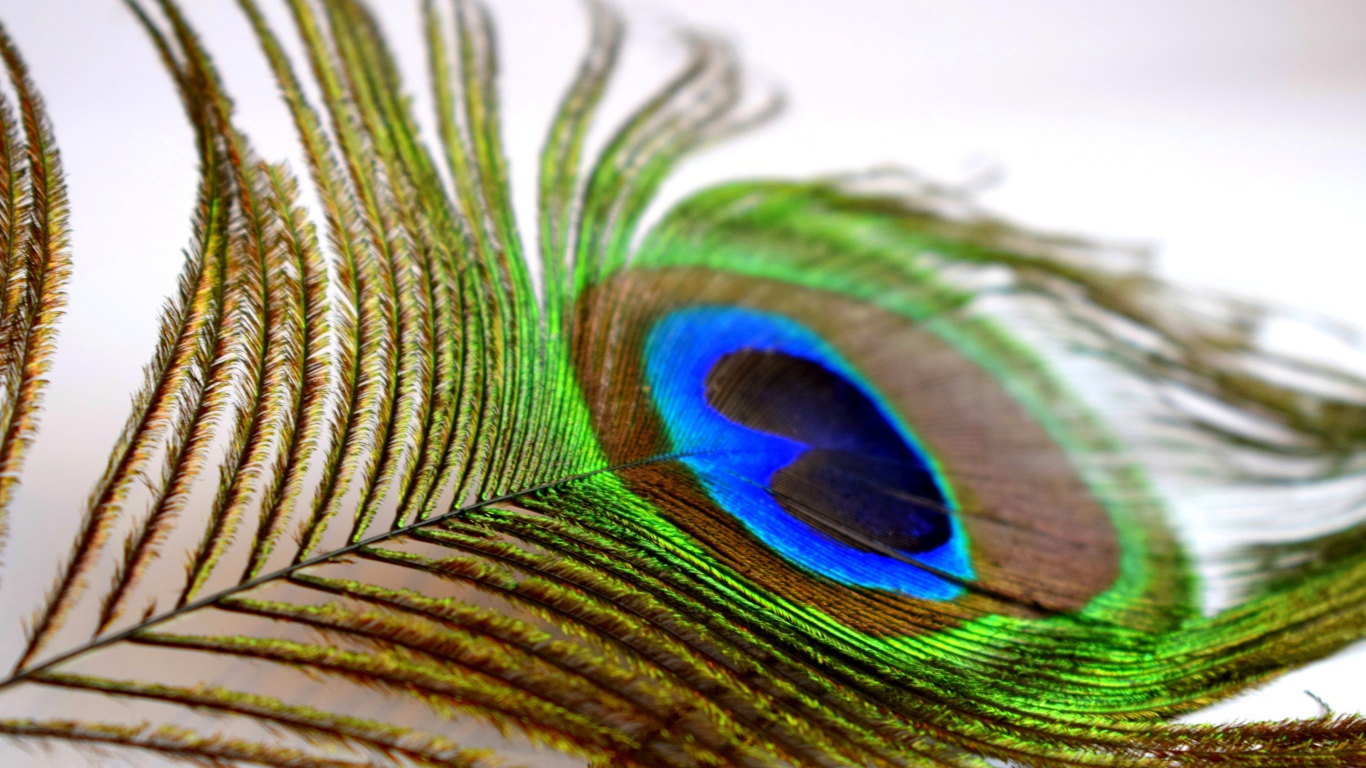 Большое красивое перо павлина крупным планом
