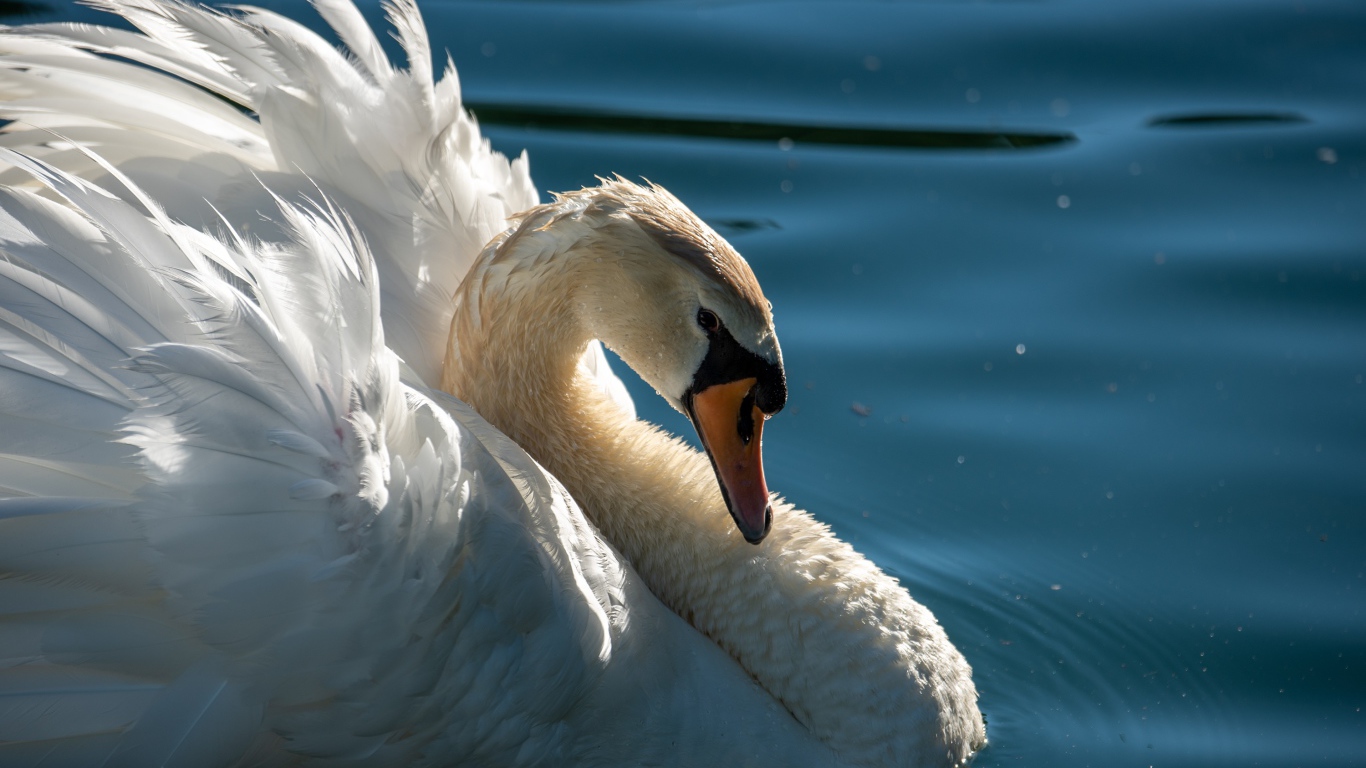 Большой красивый белый лебедь в воде крупным планом