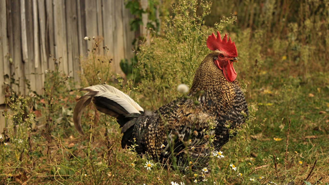 Большой коричневый петух у забора 