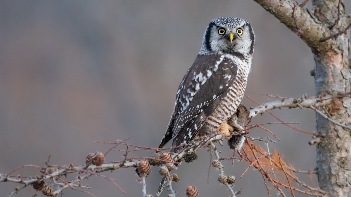 Большая сова сидит на ветке с добычей 