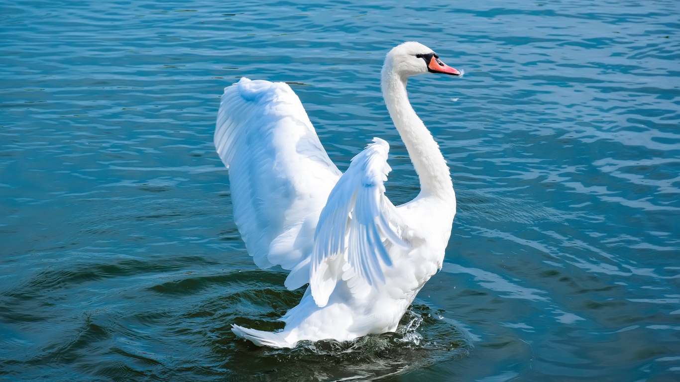 Big white swan flies up on the water