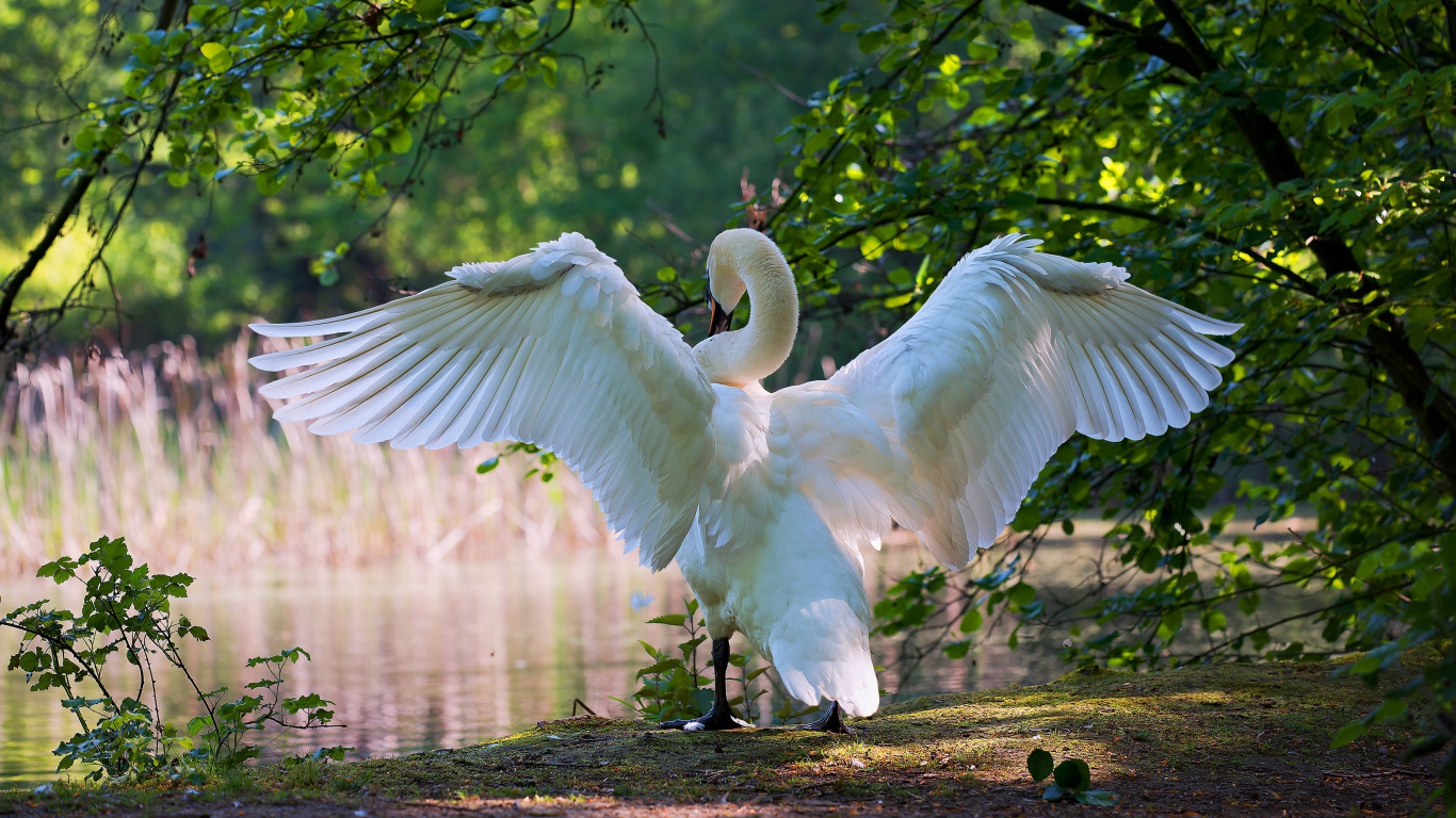 Большой белый лебедь расправил крылья у пруда