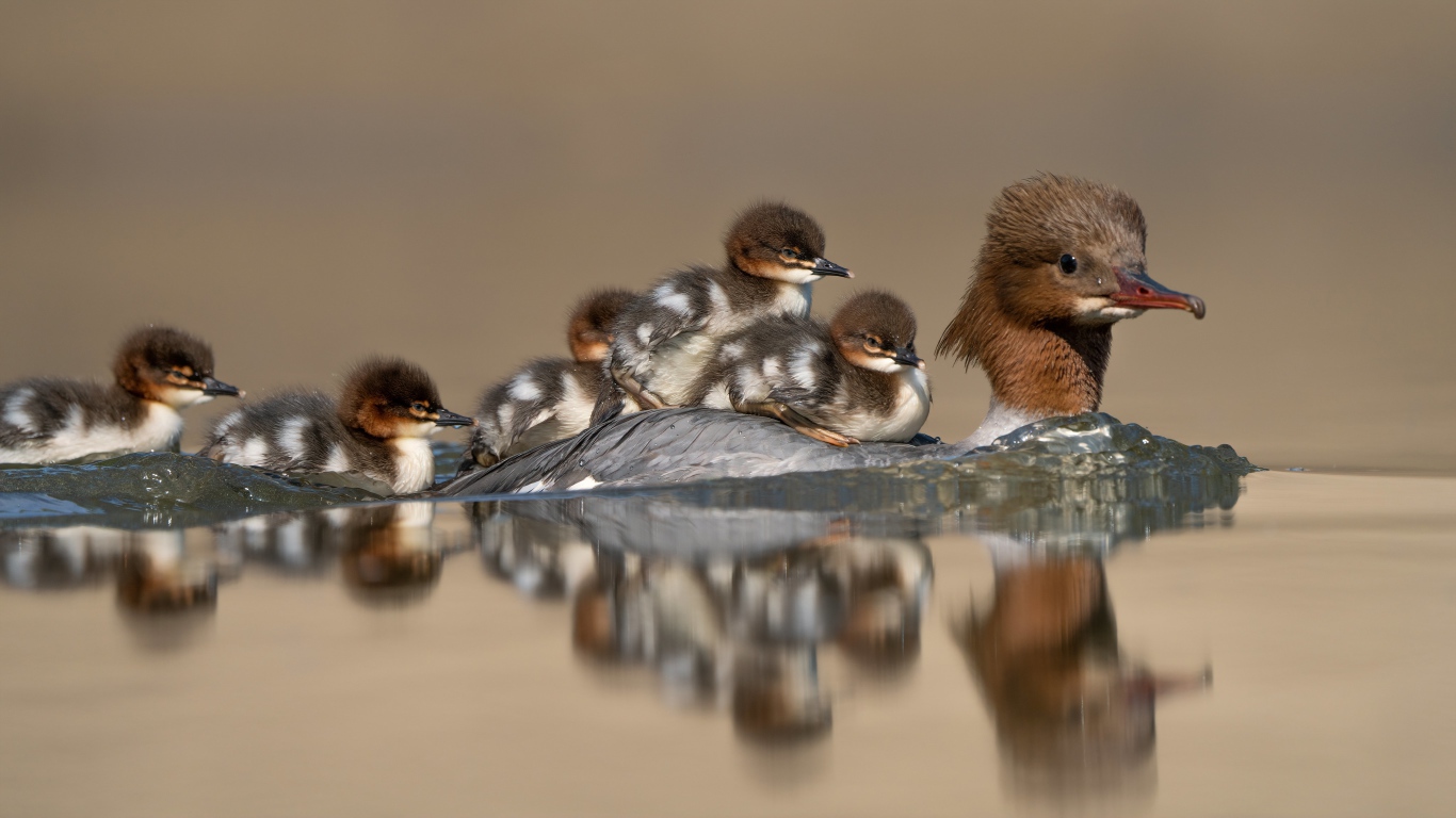 Bird in the water with little chicks.