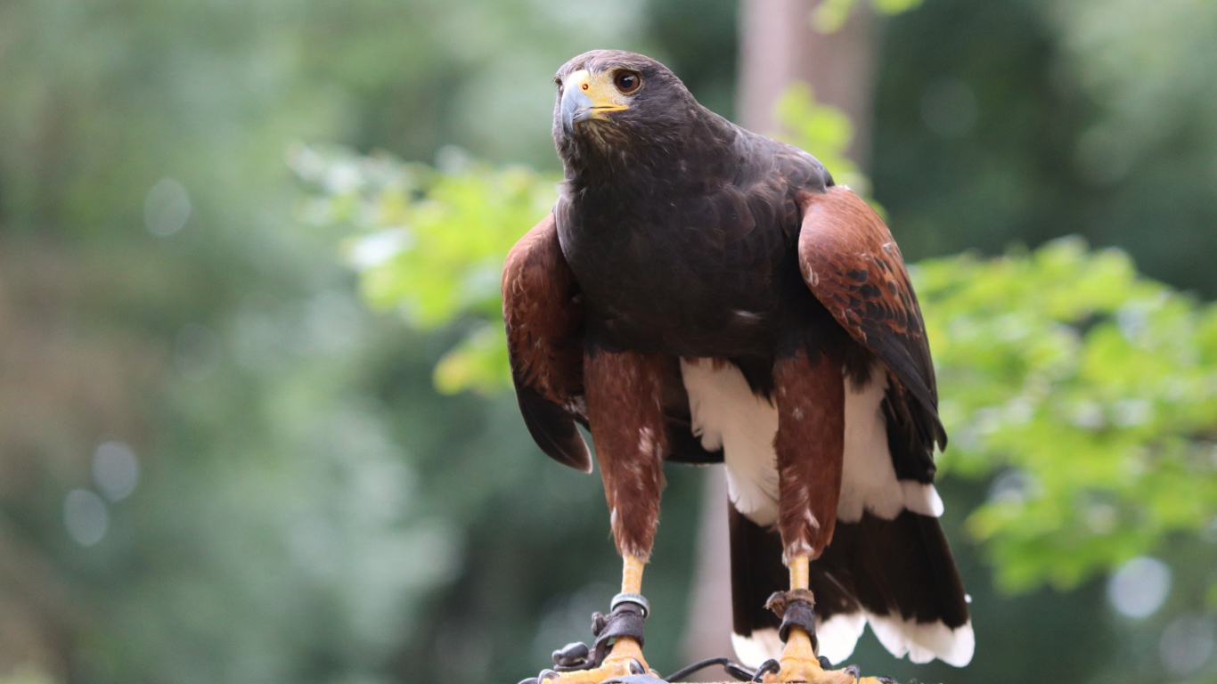 Хищная птица сидит на пне 