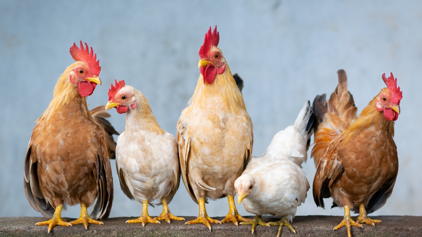Пять домашних кур крупным планом