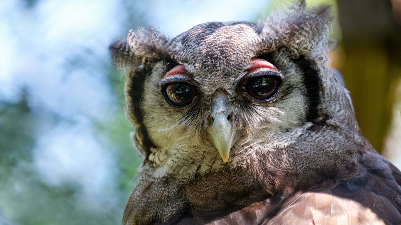 Серая сова с большими глазами