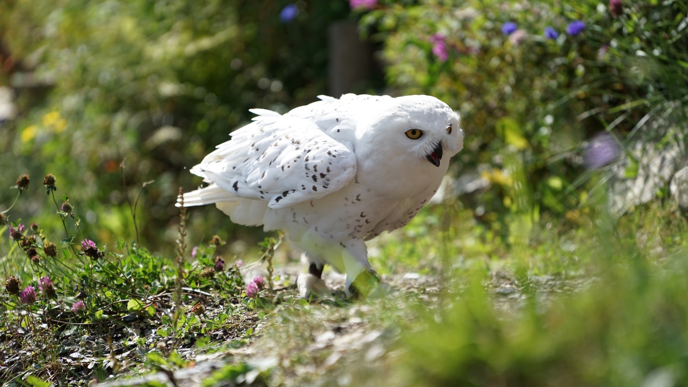 Большая белая сова крадется в траве