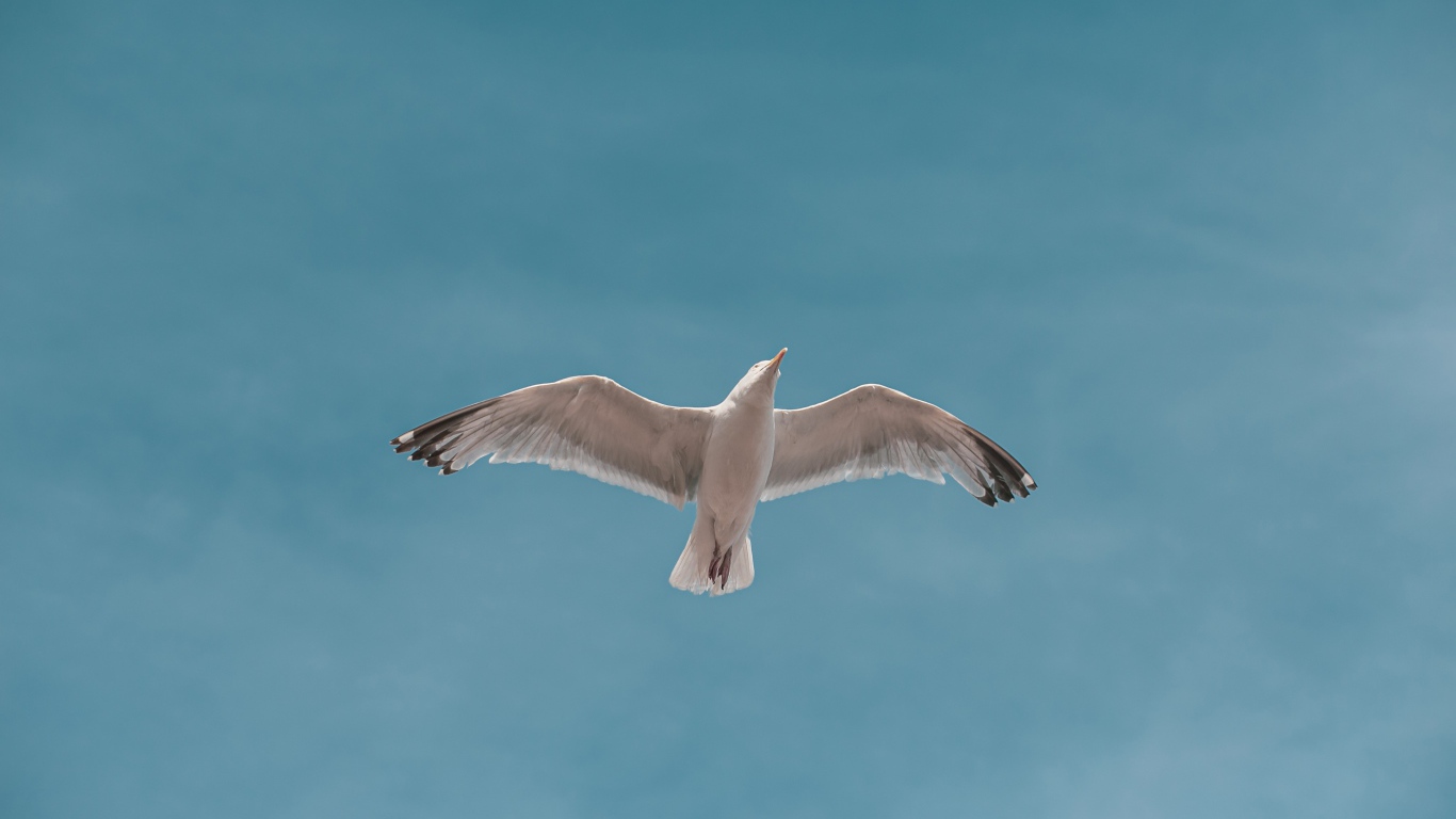 Большая белая чайка летит в голубом небе