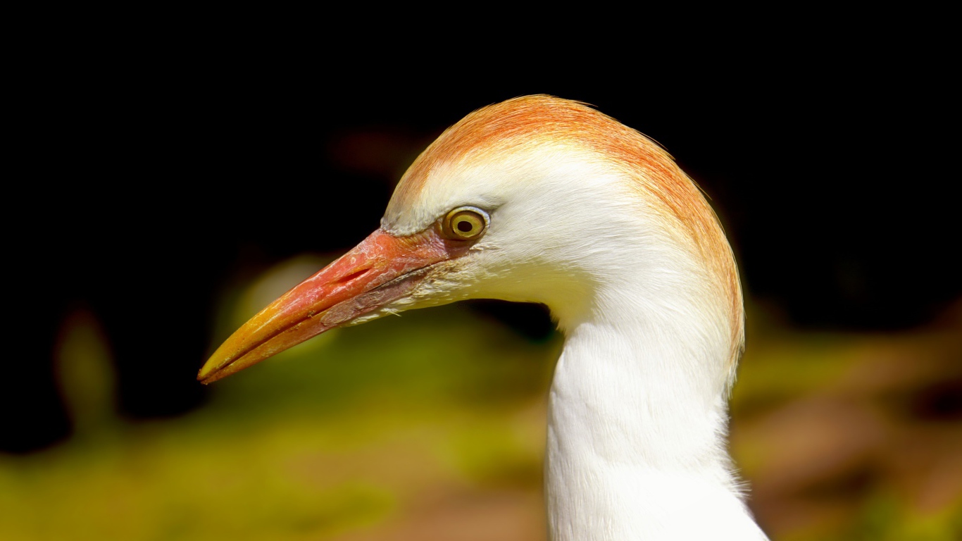 Голова цапли с острым клювом 