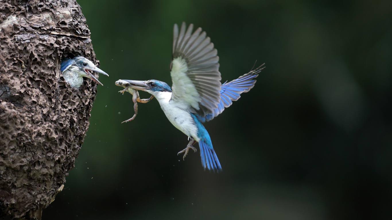 Kingfisher bird feeds the chicks in the nest