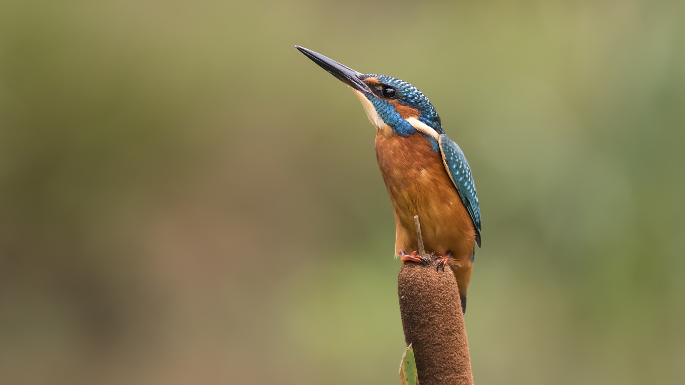 Птица зимородок сидит на камыше