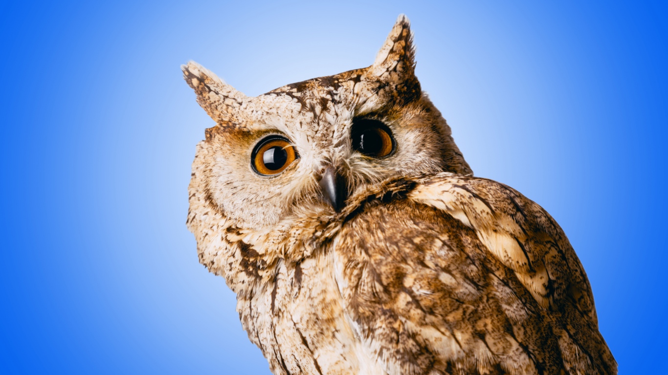 Большая серая сова на голубом фоне