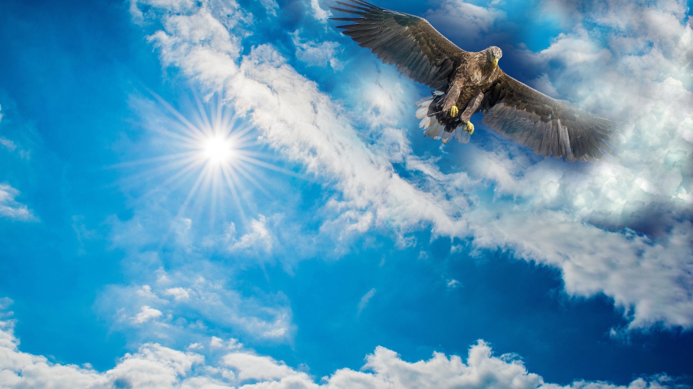 Большой хищный беркут в голубом небе