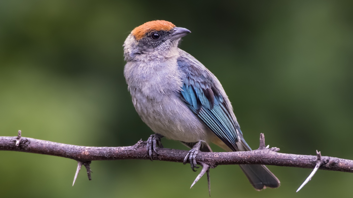 Маленькая птичка сидит на ветке дерева с шипами