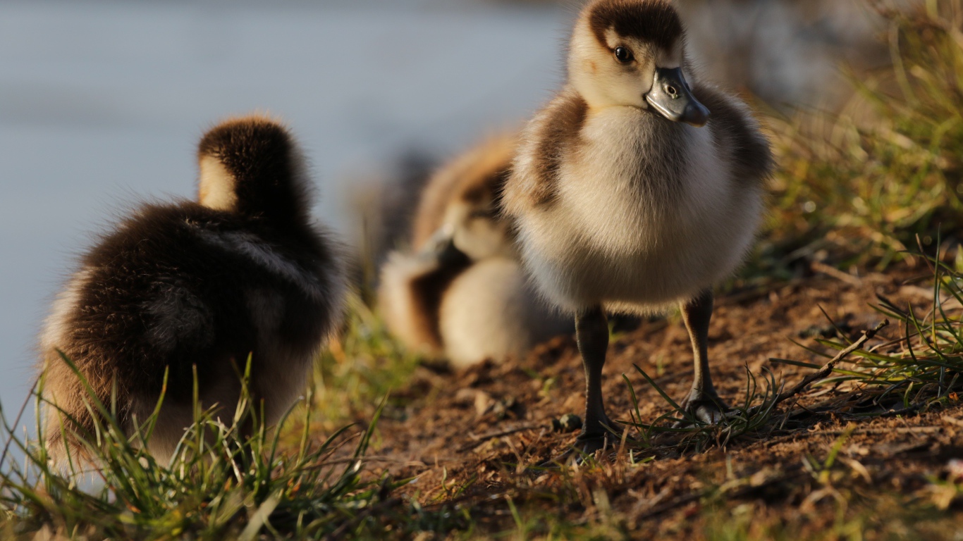 Маленькие утята на берегу озера
