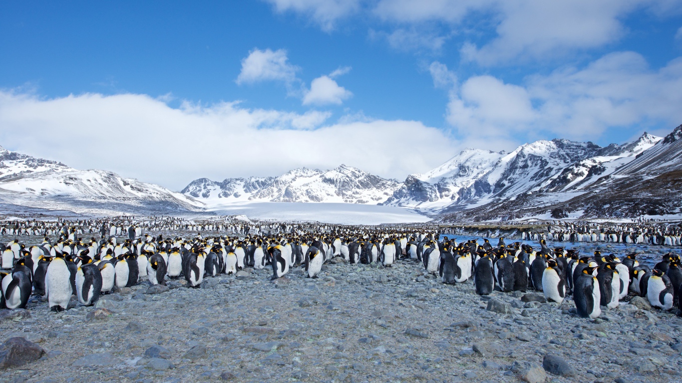 Many penguins on the shore against the backdrop of snow-capped mountains
