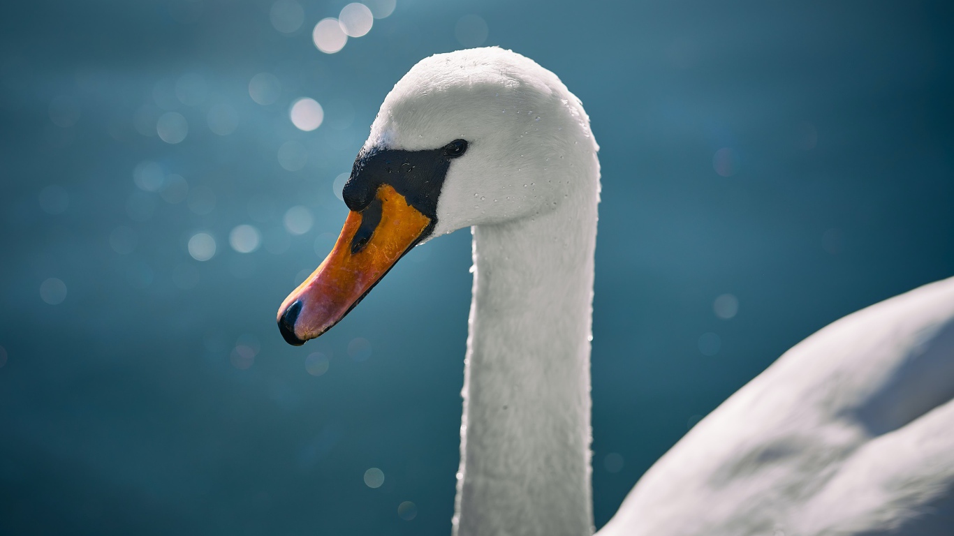 Оранжевый клюв белого лебедя крупным планом