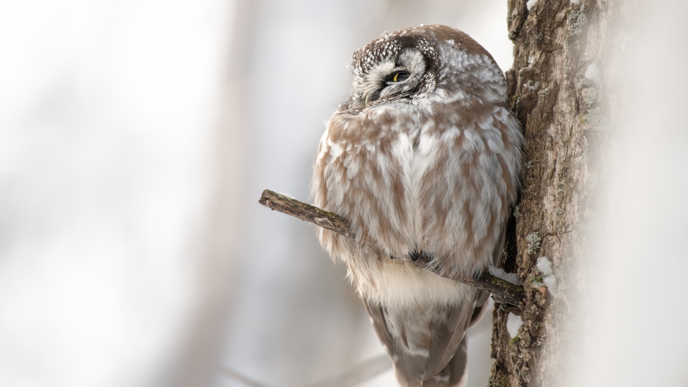 Сова спит на ветке дерева 