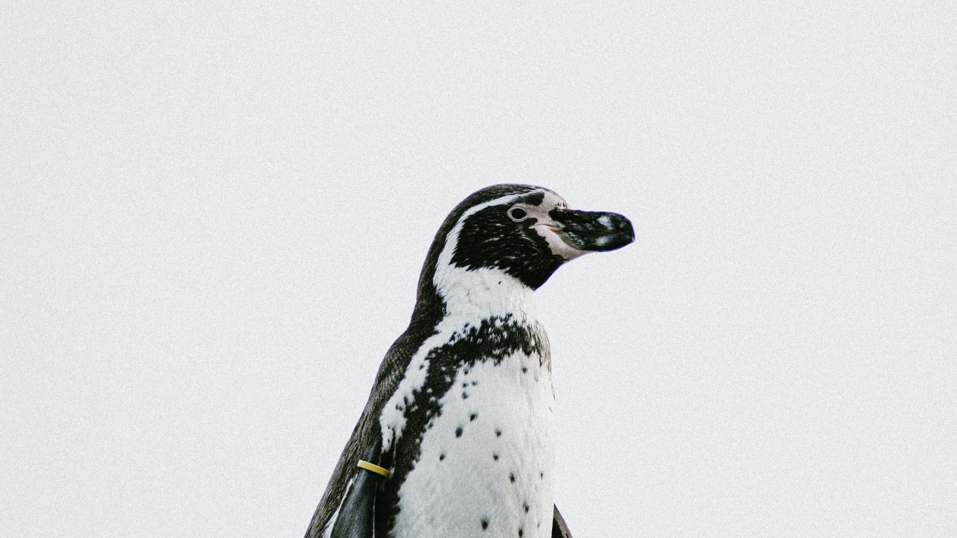 Пингвин на белом фоне крупным планом 