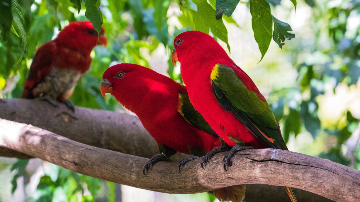 Красные попугаи сидят на ветке под зелеными листьями