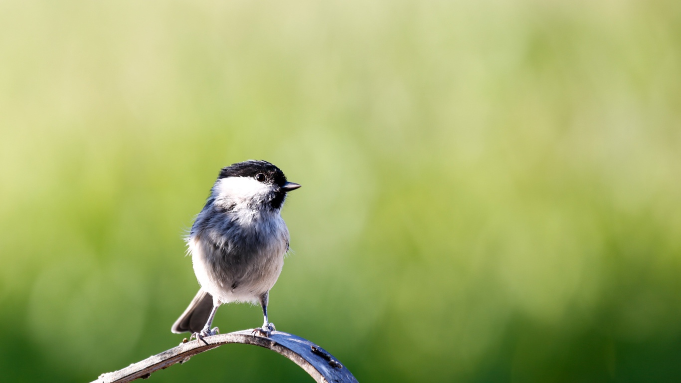 Маленькая птичка крупным планом
