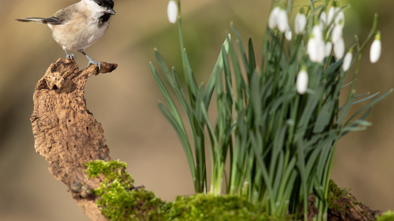 Воробей сидит на коряге у белых подснежников