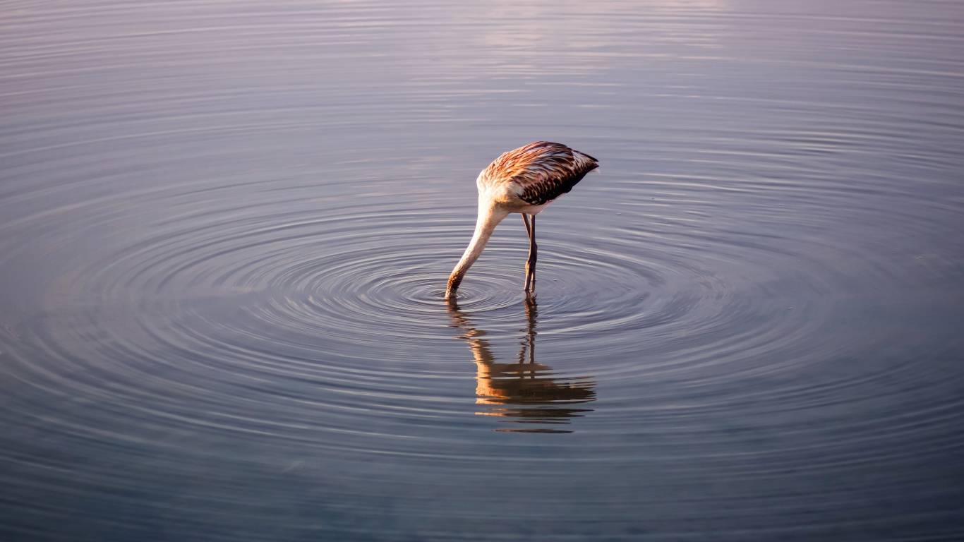 Птица опустила голову в воду озера