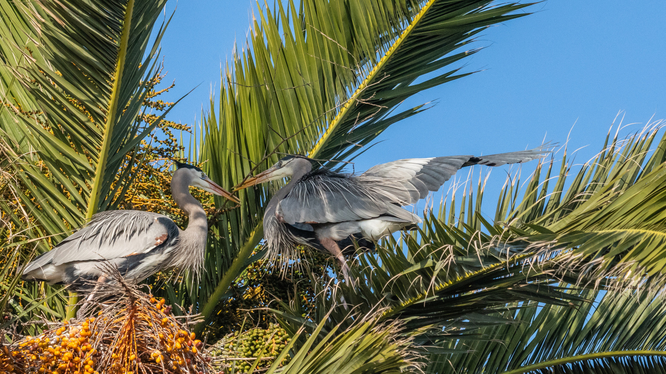 Два серых пеликана сидят в пальмовых листьях 