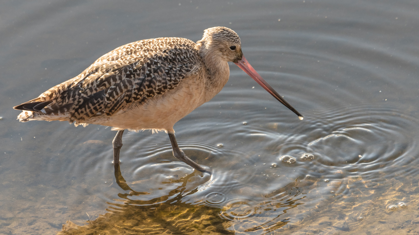 Перепончатопалый улит  с длинным клювом в воде 