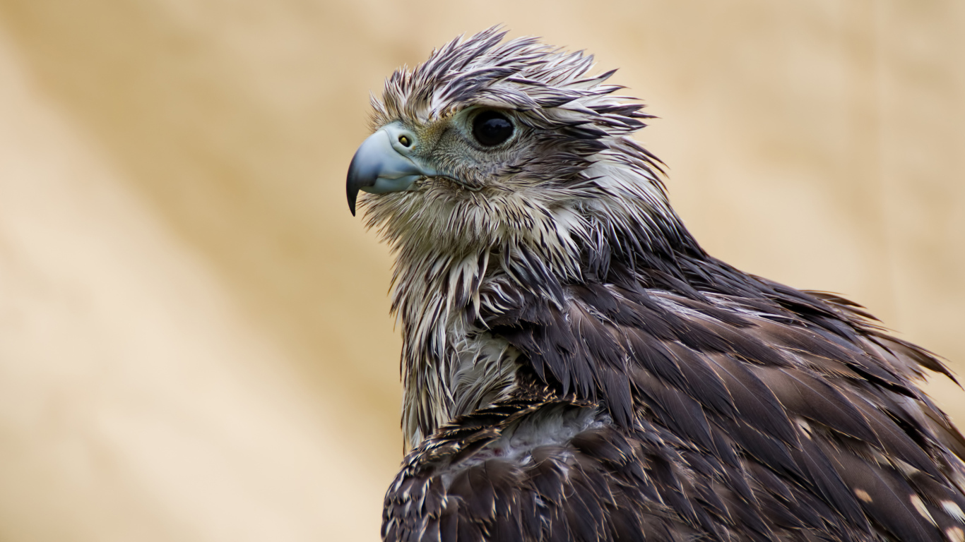 Мокрый ястреб с острым клювом