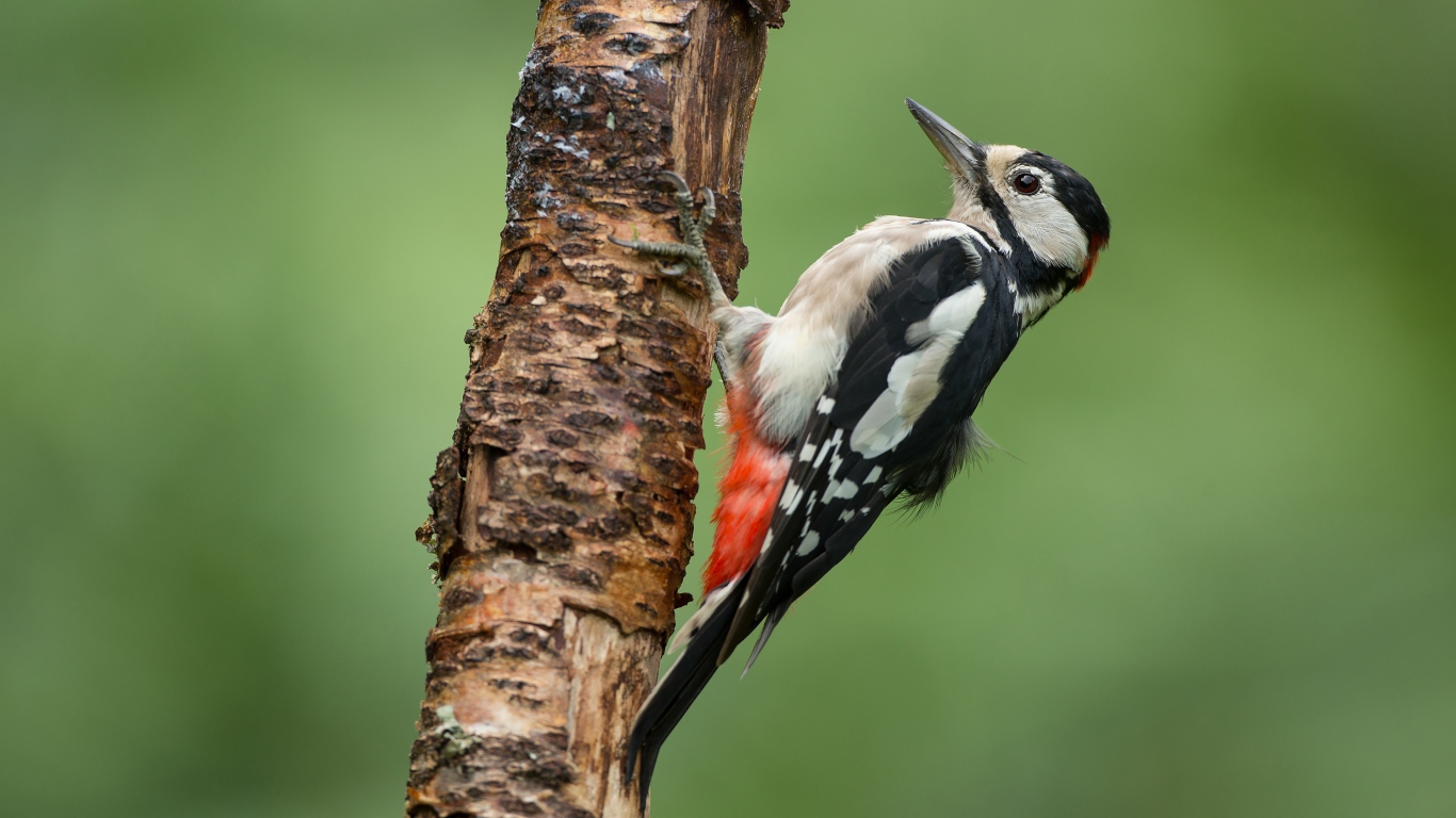 Woodpecker prey on a dry tree