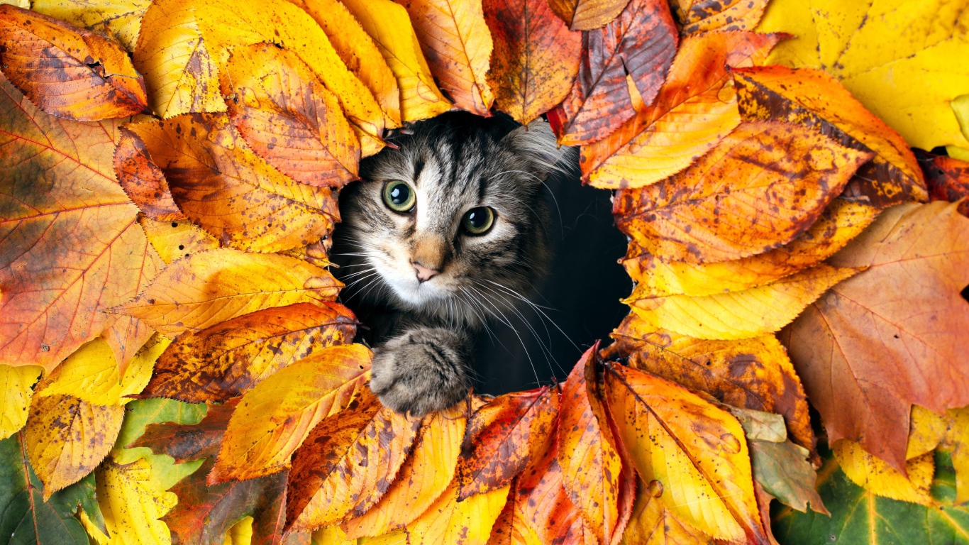 Серый кот выглядывает из дырки из листьев 
