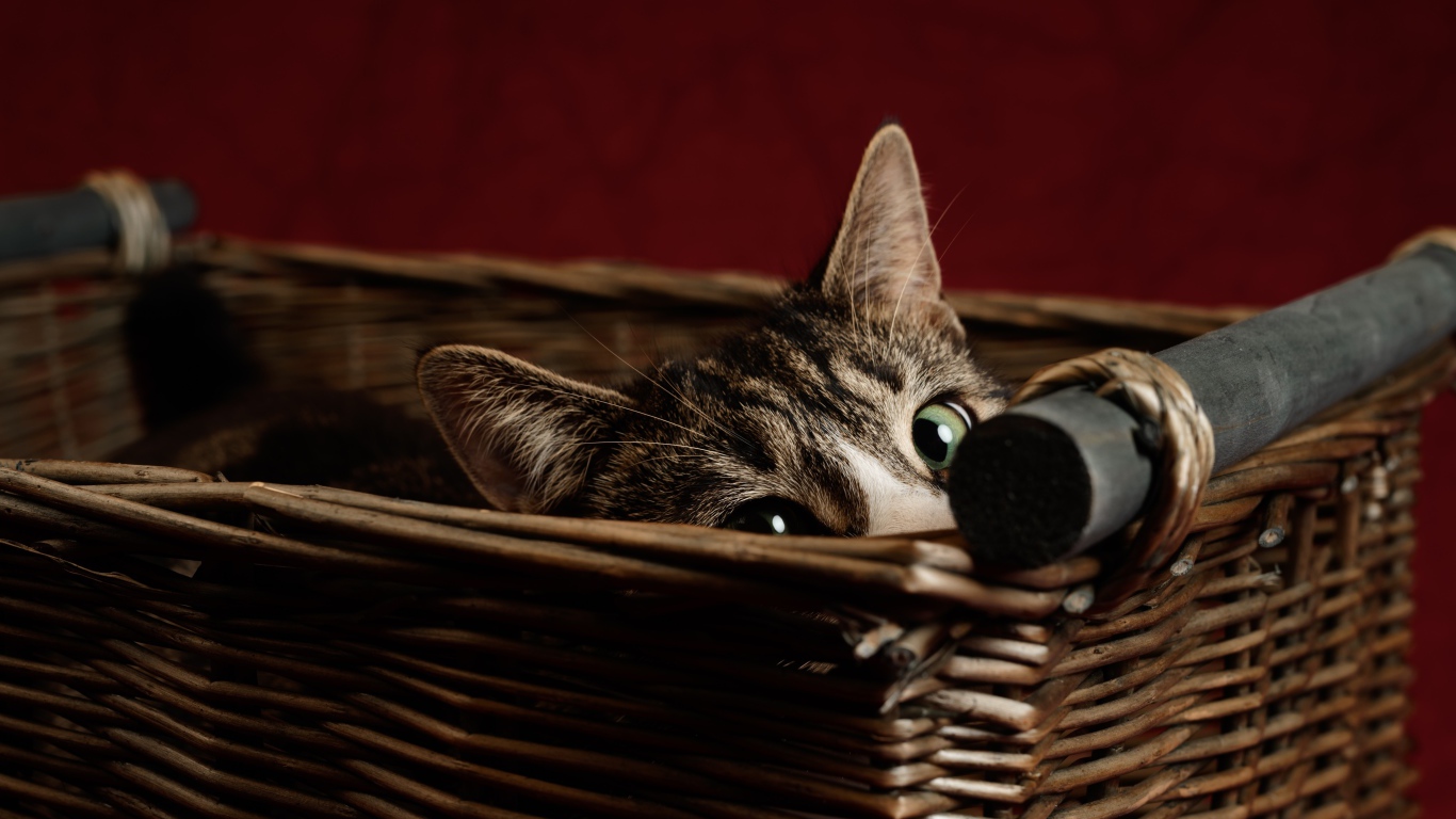 Серый кот с зелеными глазами прячется в корзине