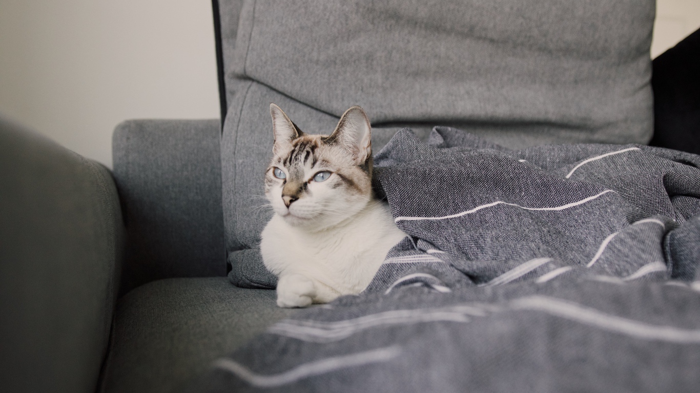 Красивая голубоглазая кошка лежит под одеялом