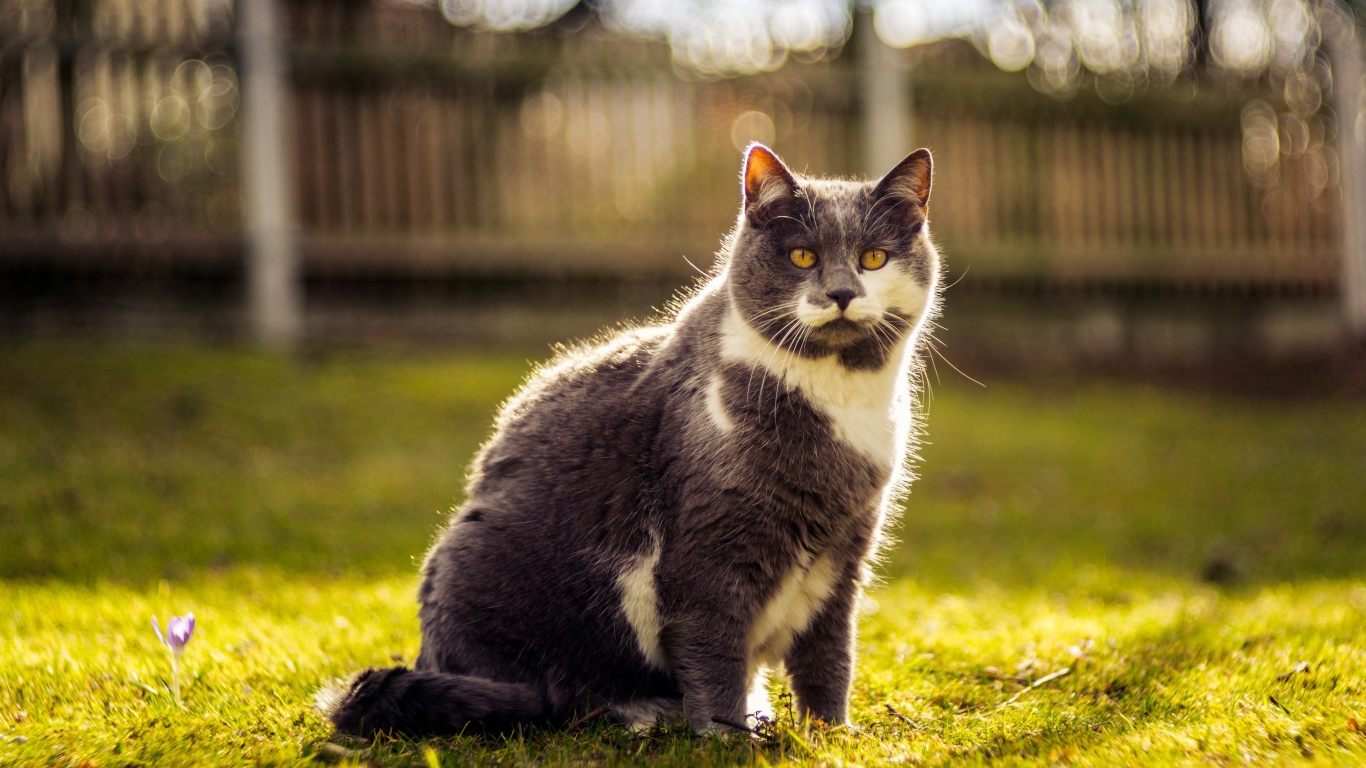 Красивый кот сидит на зеленой траве