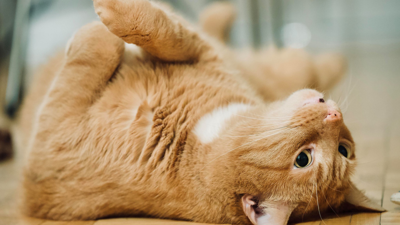 Красивый домашний рыжий кот лежит на полу 