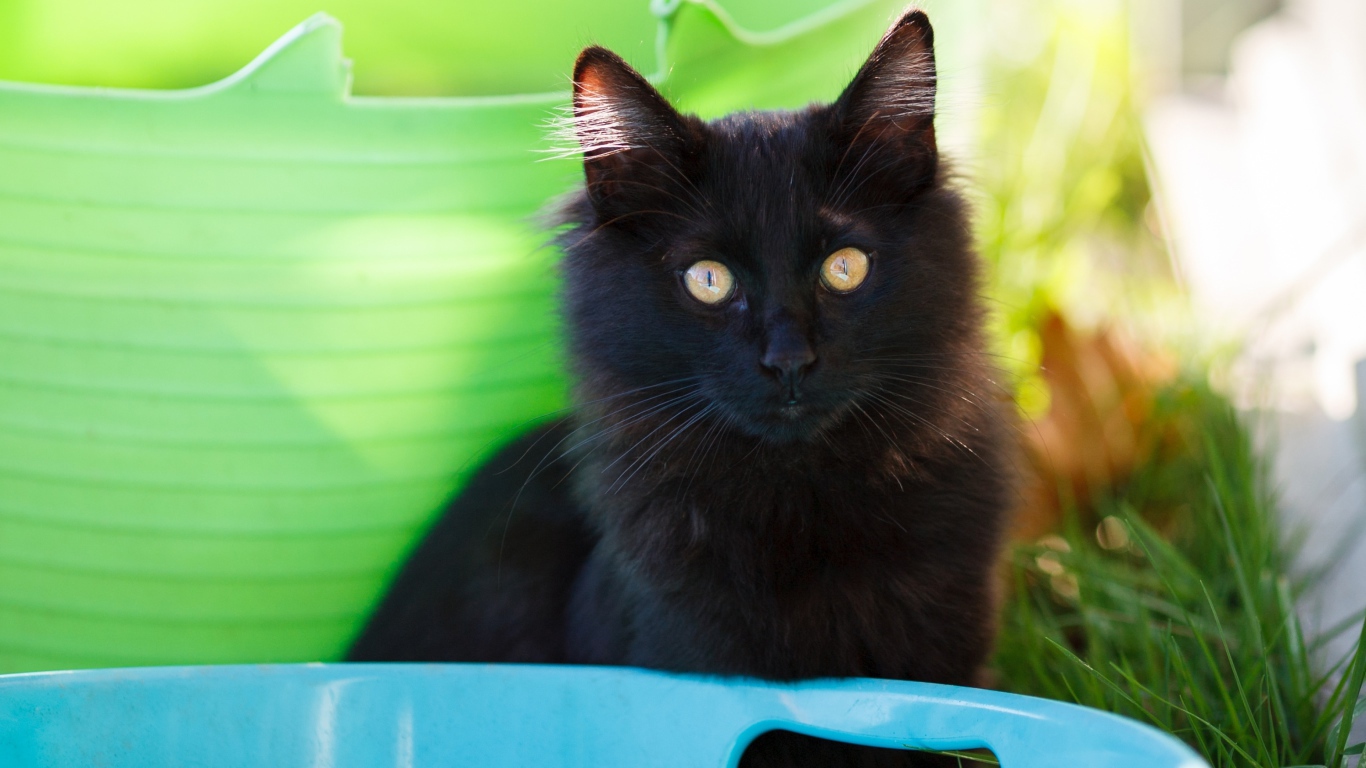 Красивый пушистый черный кот с желтыми глазами 
