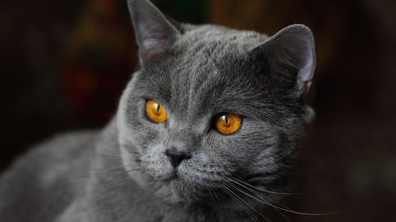 Красивый серый кот с желтыми глазами крупным планом