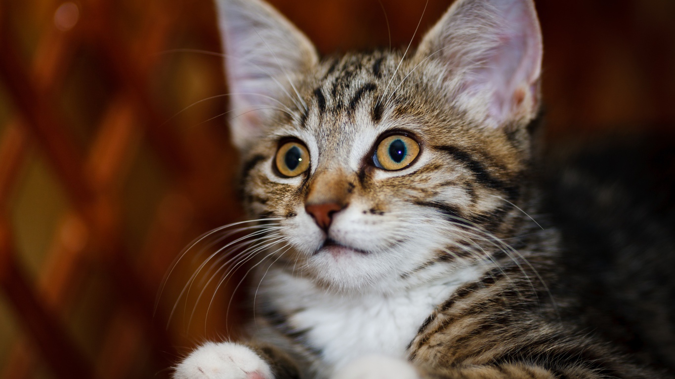 Красивый серый котенок с белыми пятнами 