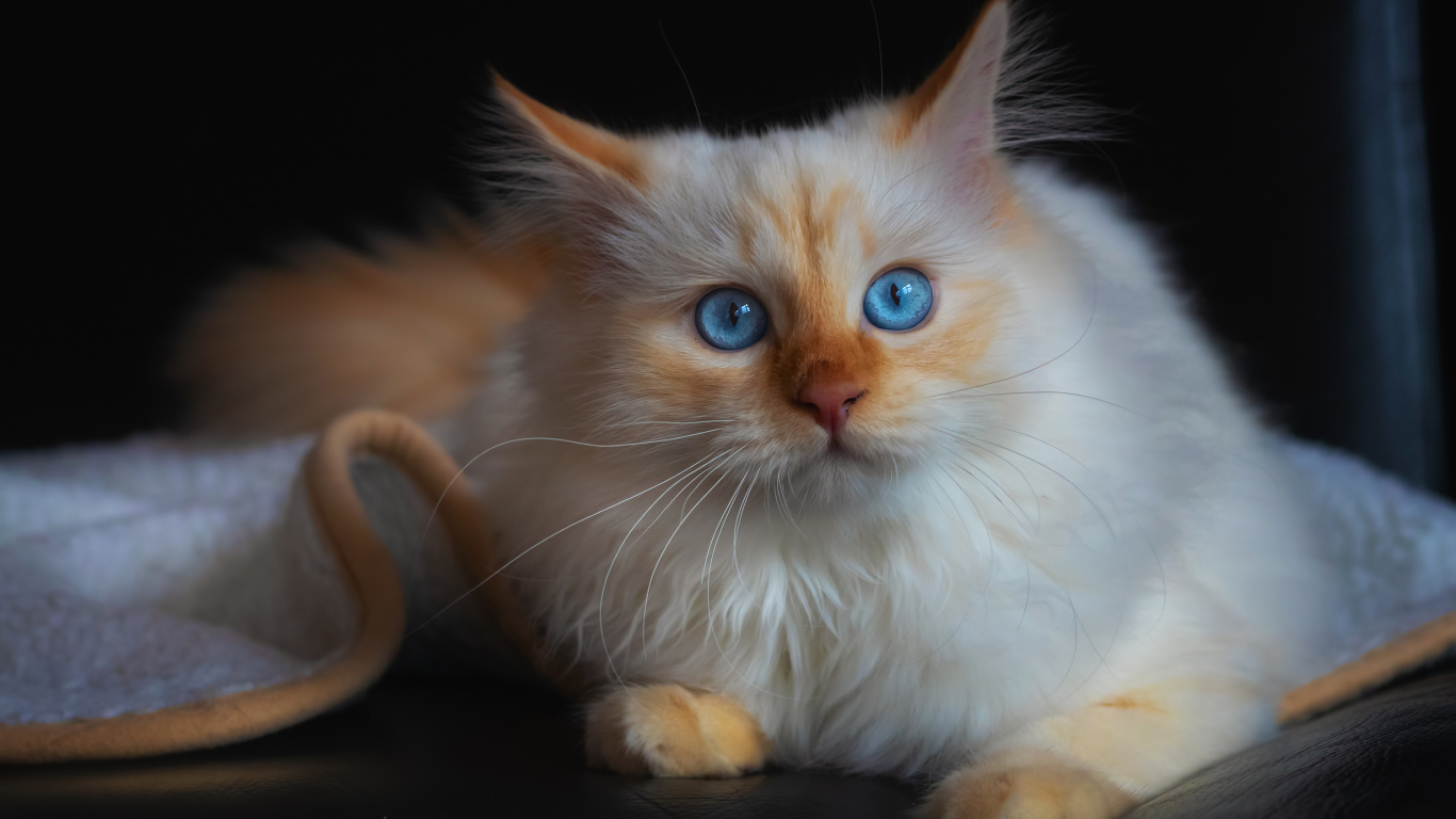 Красивый породистый голубоглазый кот лежит на диване