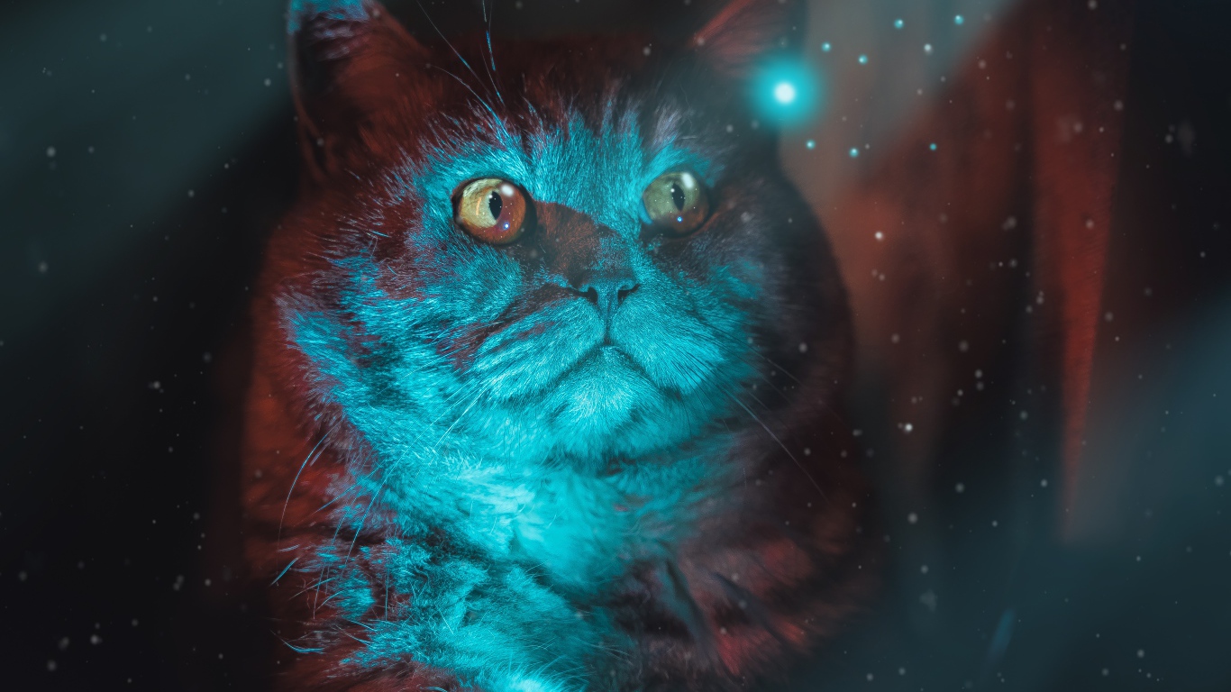 Красивый породистый кот с неоновом свете