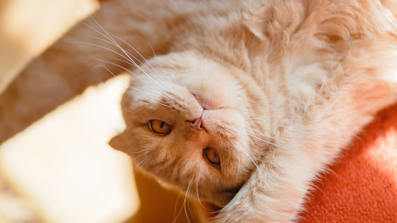 Красивый рыжий кот лежит лапами вверх