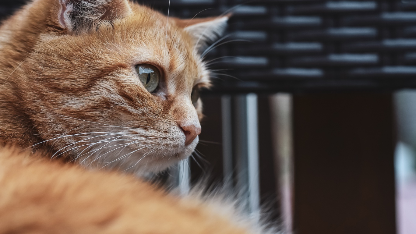 Красивый рыжий зеленоглазый кот крупным планом