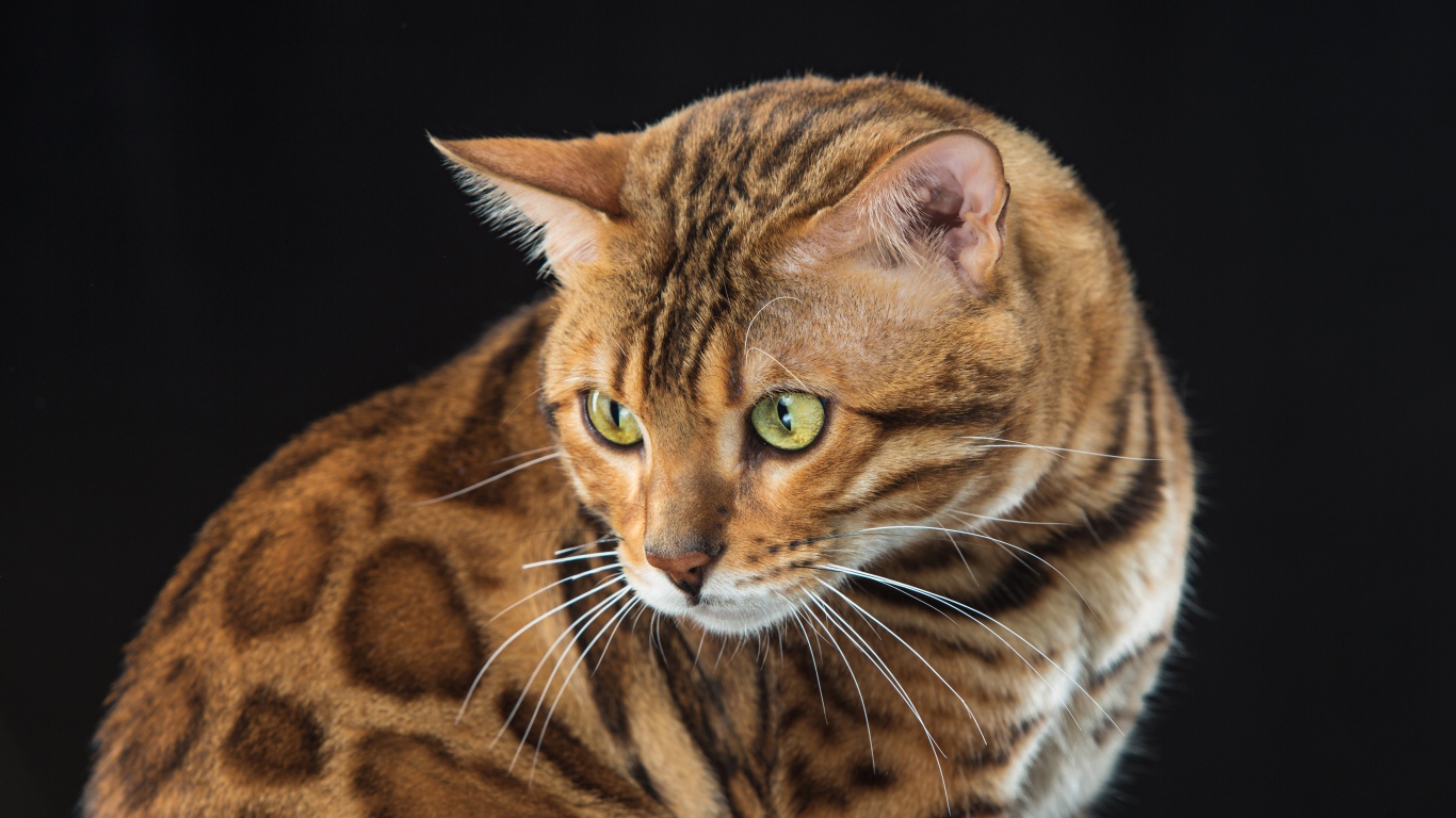 Красивая пятнистая бенгальская кошка на черном фоне 