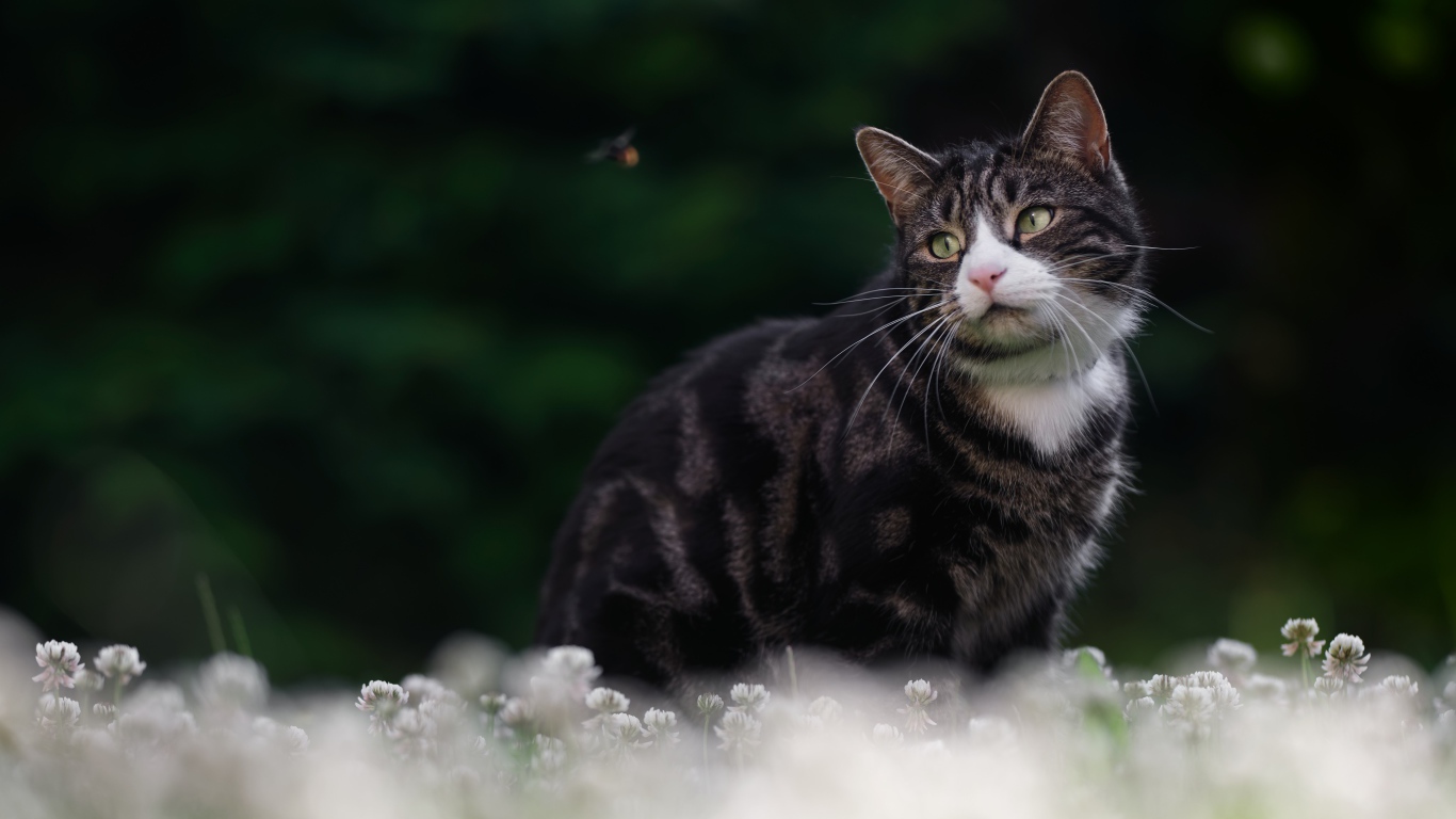 Красивый полосатый кот сидит в белых цветах клевера
