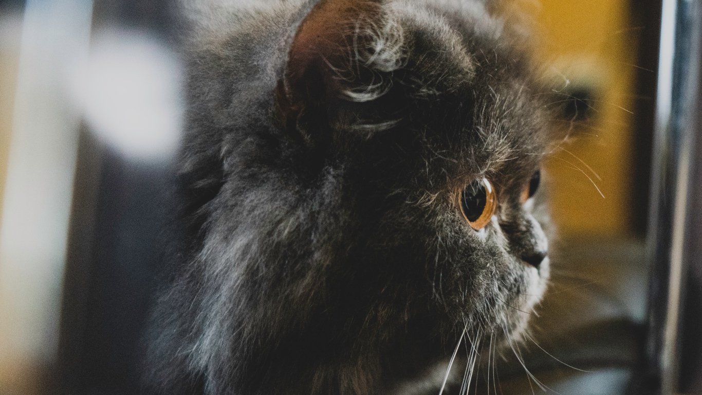 Большой пушистый черный кот с желтыми глазами 