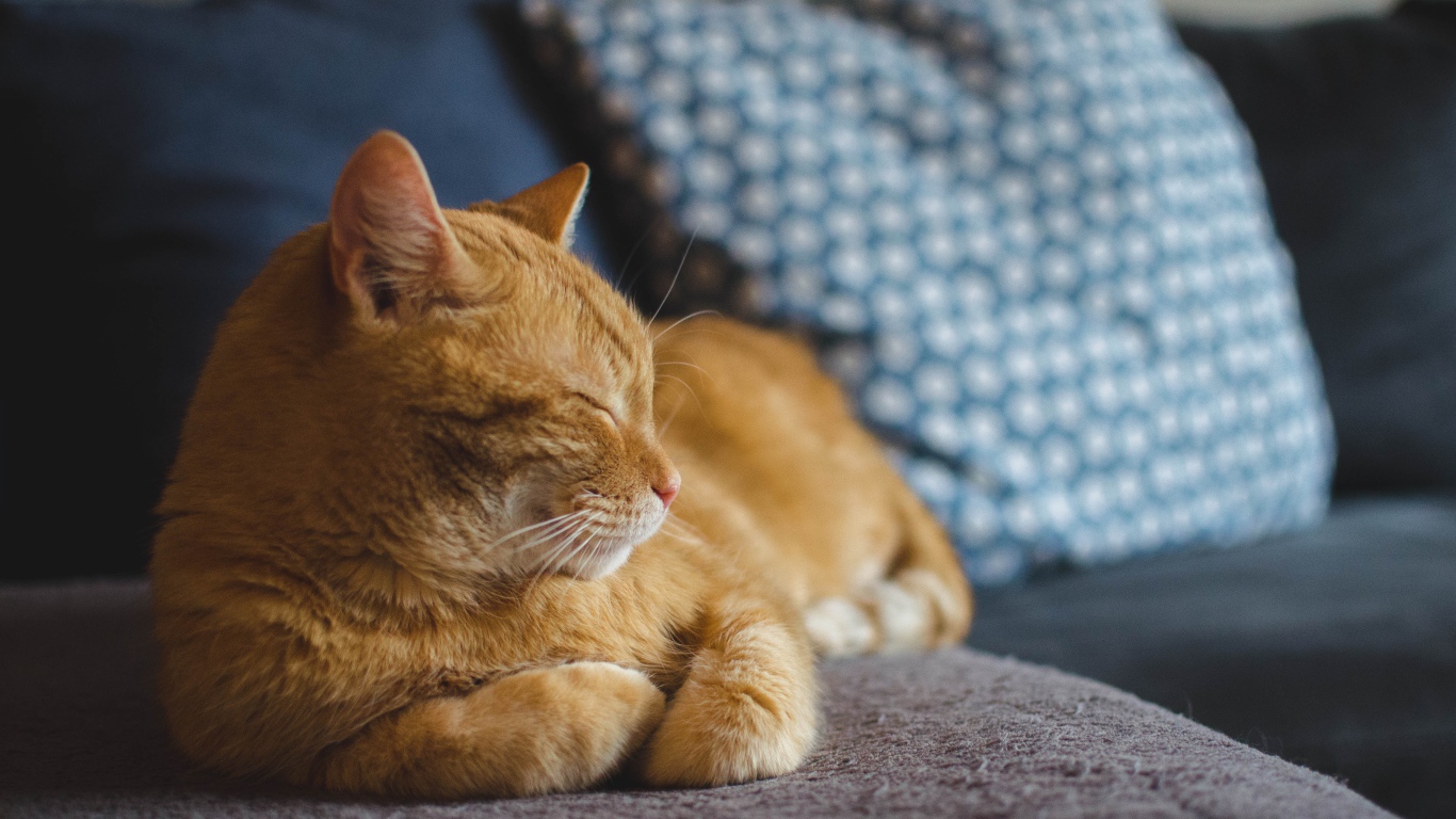 Большой рыжий кот спит на диване